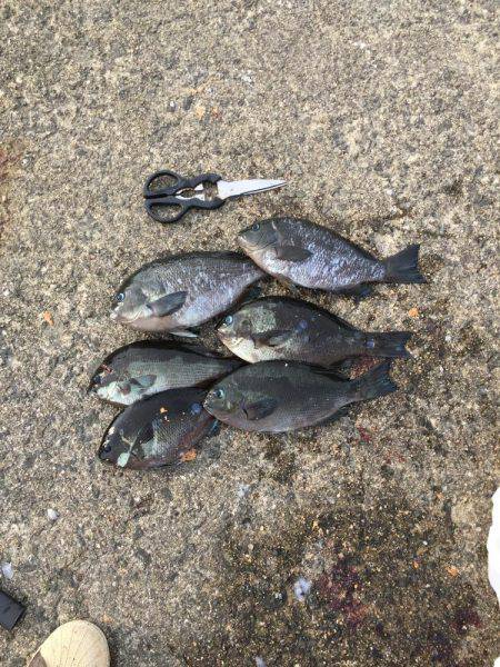 岸和田フカセ釣り