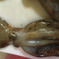 オクトパッシング