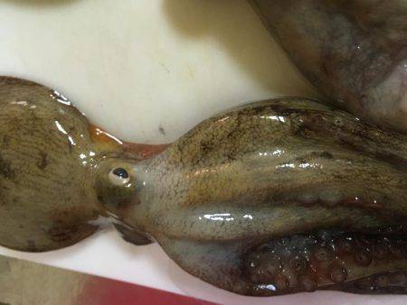 オクトパッシング