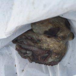 ダーツ？ダツ！