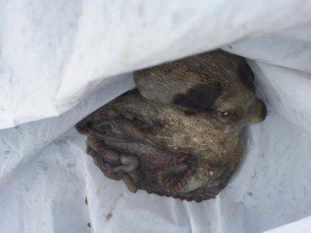 ダーツ？ダツ！