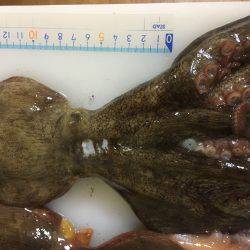 オクトパッシング