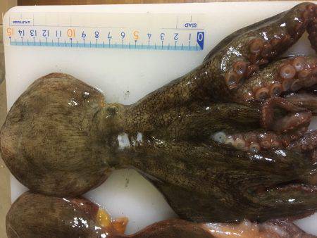 オクトパッシング