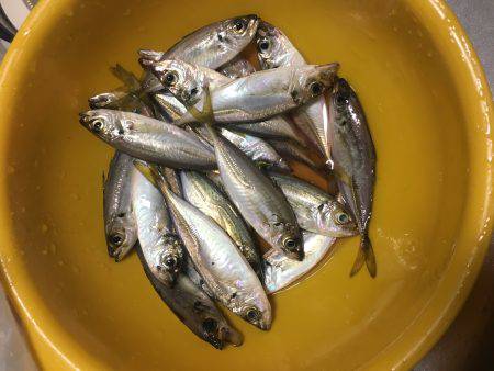 タチウオ！のはずが…