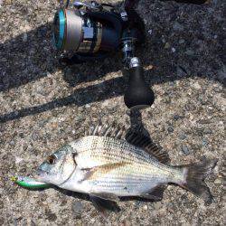 カッキーどっち！？