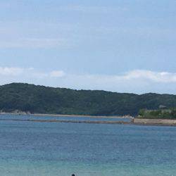 でも1魚種追加!