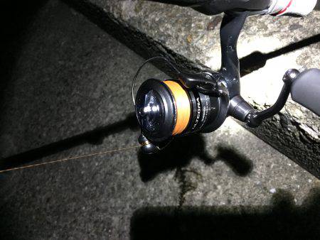 ケンサキリベンジ