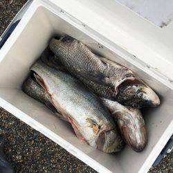 シーバスからのチヌ