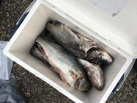 シーバスからのチヌ