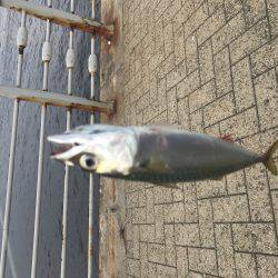 サバ時々豆アジ