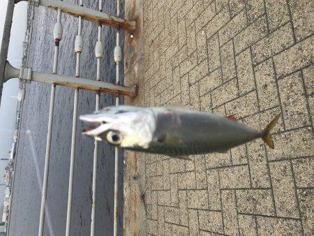 サバ時々豆アジ