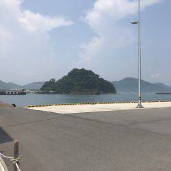 連日、目井津港で豆アジ