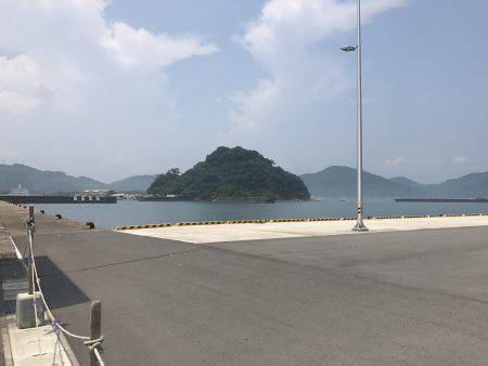 連日、目井津港で豆アジ