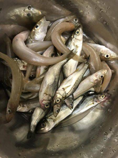 去年の爆釣を夢見て