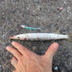 アジ狙いがカマスの嵐！