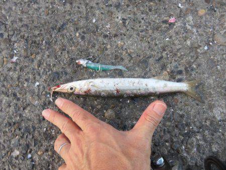 アジ狙いがカマスの嵐！