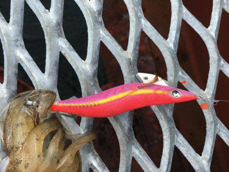 春イカは最後⁉️