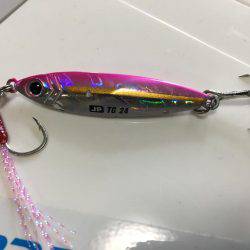 夏❗️エギング＆ライトショアジギング