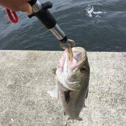 ポーアイ沖堤ショアジギング