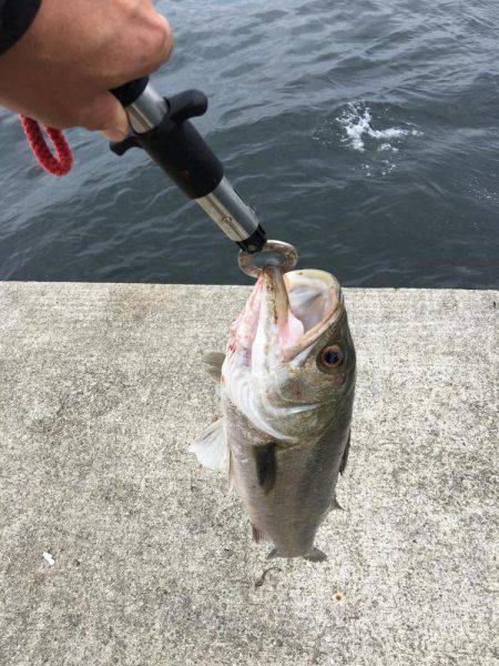 ポーアイ沖堤ショアジギング