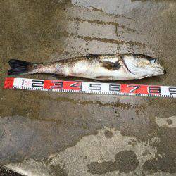 大型シーバスゲット