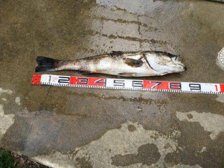 大型シーバスゲット