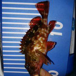 穴釣りのちメバリング