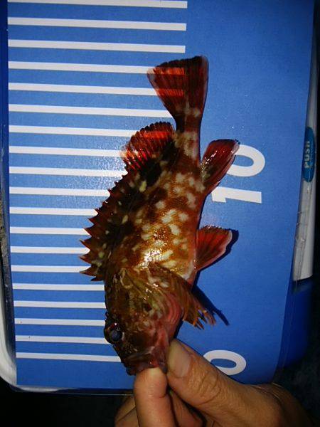 穴釣りのちメバリング