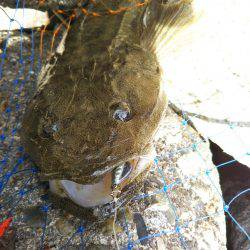 阿南市の辰巳周辺でマゴチ