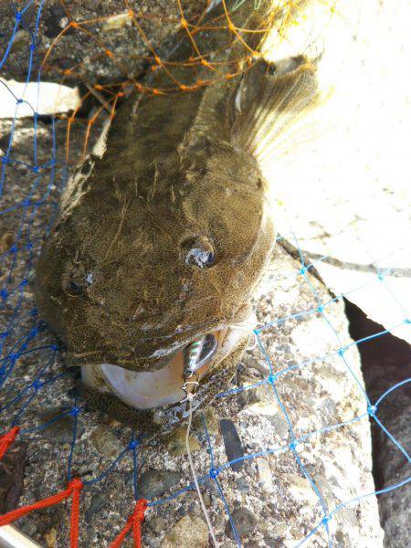 阿南市の辰巳周辺でマゴチ