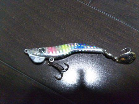 阿南市の辰巳でツバスとシオ