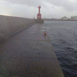 タコのシーズン始まってますよ！