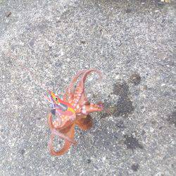 泉ダコを釣るならここがおすすめです。