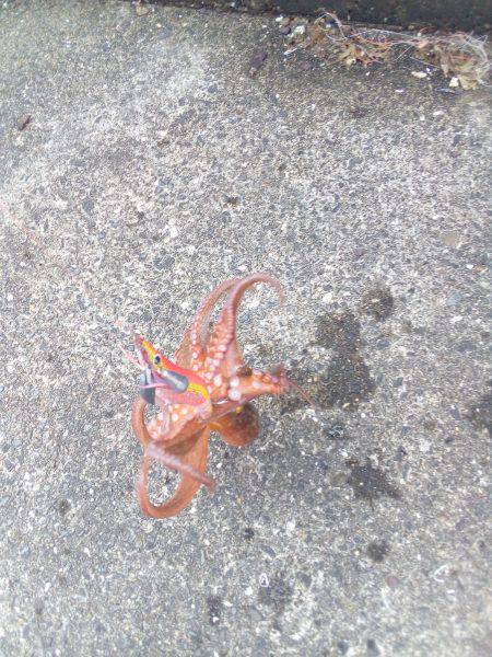 泉ダコを釣るならここがおすすめです。