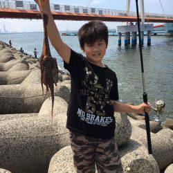 タコ調査第二弾