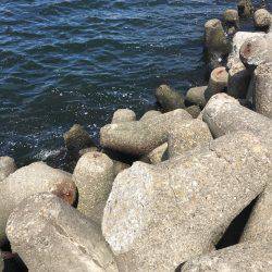 マイポイントでオクトパッシング