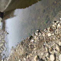 テナガエビ釣り