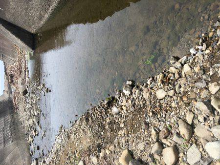 テナガエビ釣り