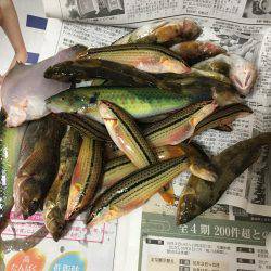 海開き前のベラ釣り