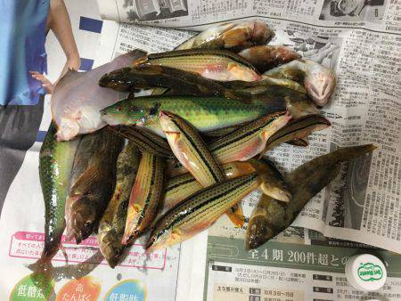 海開き前のベラ釣り