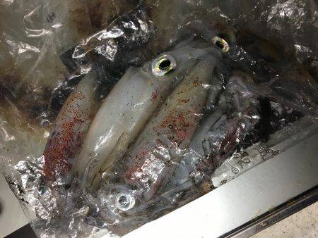 シーズンイン？