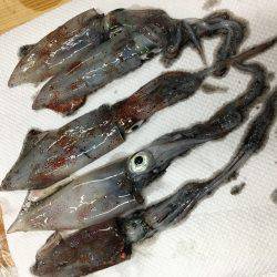 ケンサキライトエギング