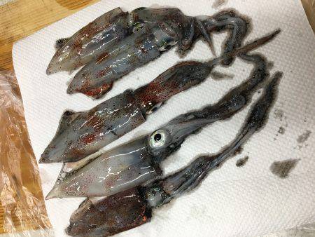 ケンサキライトエギング