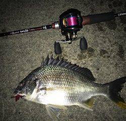 チニングリベンジ釣行