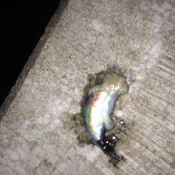 エギに分有(かな)