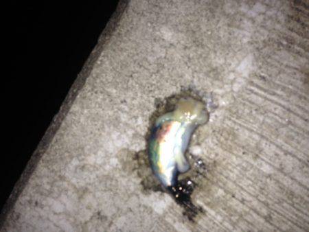 エギに分有(かな)