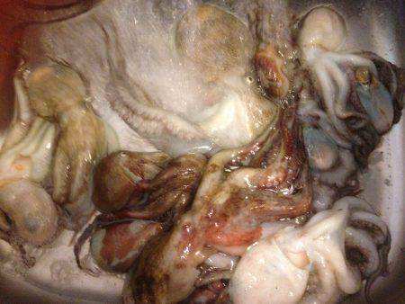 安定のタコ3 12ひき