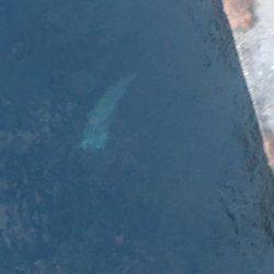 炬口漁港で42センチ大サバ