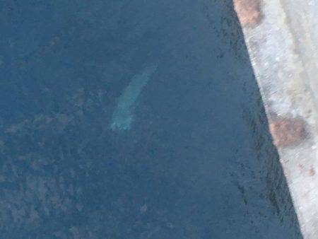 炬口漁港で42センチ大サバ