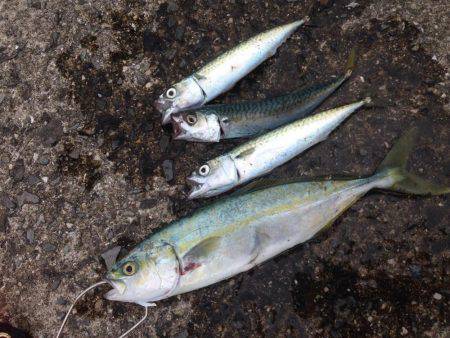 お昼からのツバス祭り